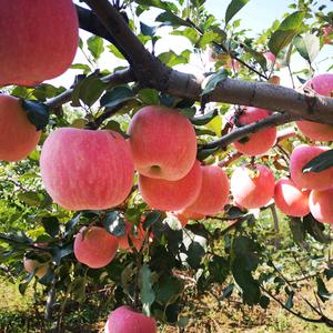 陕西省韩城市高山红富士苹果头像