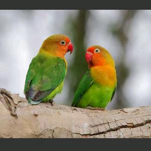 邯郸可馨鹦鹉养殖场头像