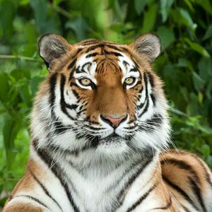 十郎,老实人头像