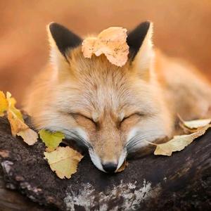 狐狸耳朵头像图片