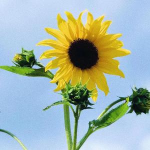 sunflower头像