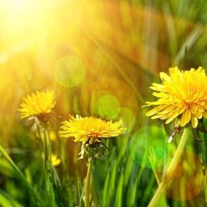 白菊花(回赞是礼貌)头像