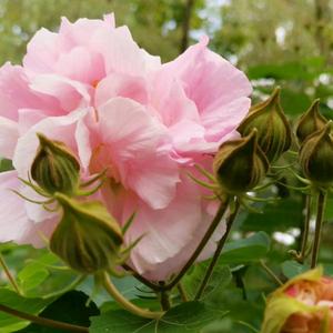 芳草碧连天头像