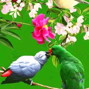 搜索 抖音号:  dyh2hczrhoy4 相遇是缘.