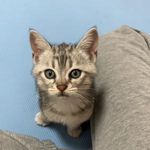 美短虎斑米其林头像