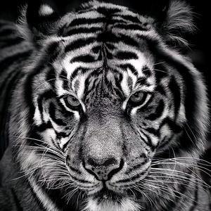 老虎的头像黑白图片