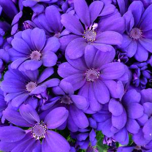紫色头像花朵图片