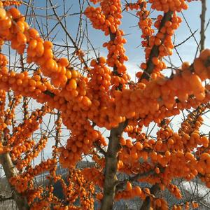 沙棘农产品头像