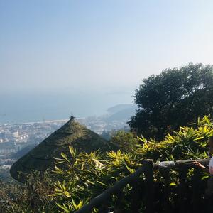 凤凰树上栖凤凰头像