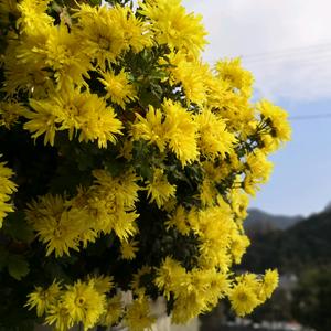 心雨陌人呢頭像