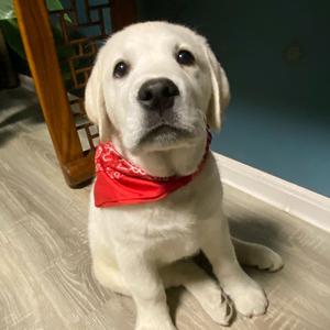 拉的不多欧弟头像