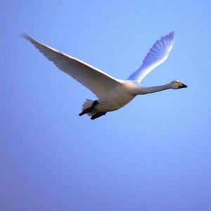 东华装饰(木工团队)1346210195头像