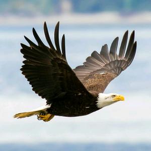 蓝天大海我的空间———自由飞翔头像