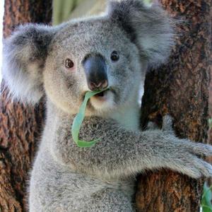 "考拉"他爸的主页 - 抖音