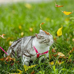 八尾猫头像