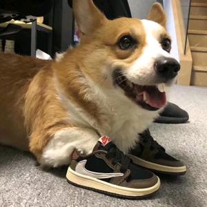 老实人小魏头像