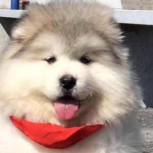 阿拉斯加犬的快乐时光头像