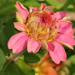 b岸♂荼蘼花开头像