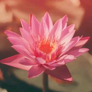 愿一切平安头像