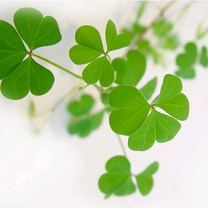 寻找三叶草头像