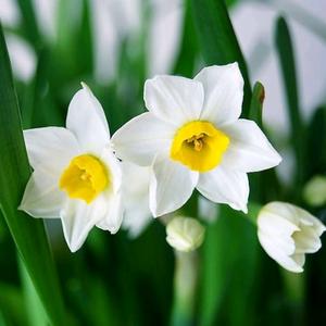 幸福的水仙头像