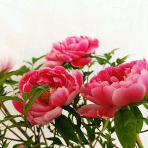 丽华花卉头像