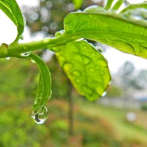 雨露头像