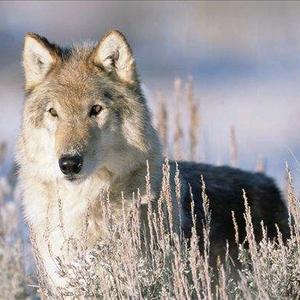 0 喜欢1526 | 违法和不良信息举报:400-140-2108 | 青少年守护专线