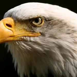 北方的猎鹰头像