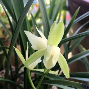 幽幽兰花香头像