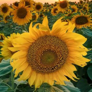 面朝大海,春暖花开,头像