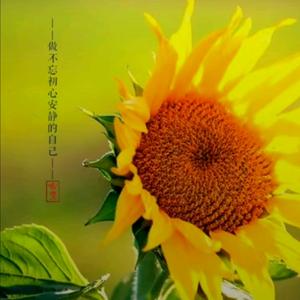 22102791我心向阳头像