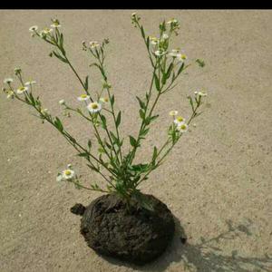 鲜花上的牛粪头像