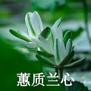 蕙质兰心l头像