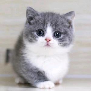 喝可乐的猫!头像