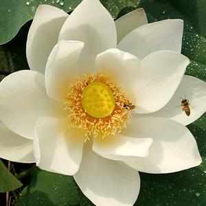 花好月圆好头像