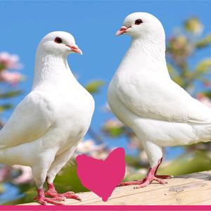 米玛斯 双肌肉鸽头像