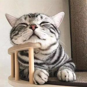 超凶的小可爱头像