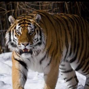 西伯利亚虎头像