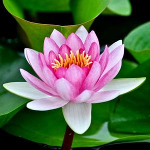 雪莲(拒私聊,有关必回,)头像