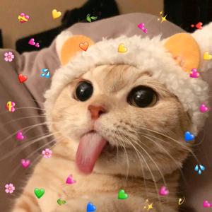 穿阿迪卫衣的猫头像