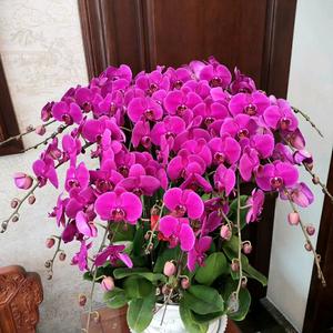 美丽的蝴蝶兰头像