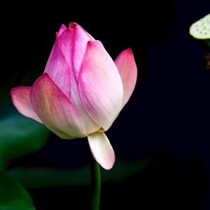 心自荷花开头像