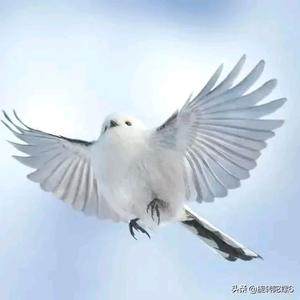 漫步人生路头像