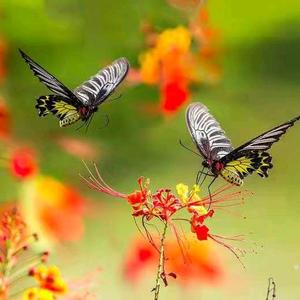 蝶舞头像
