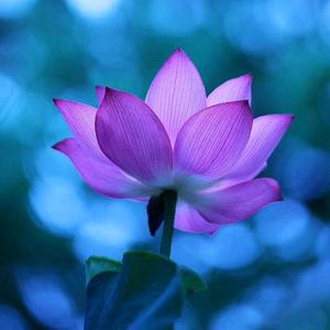 平静的湖水_1983头像