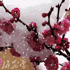 梅花雪景头像图片
