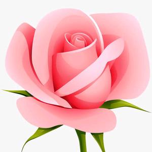 绽放的玫瑰头像