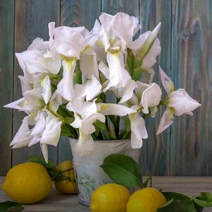 紫色郁金香头像