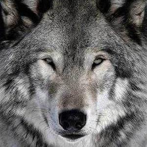 狼群头像